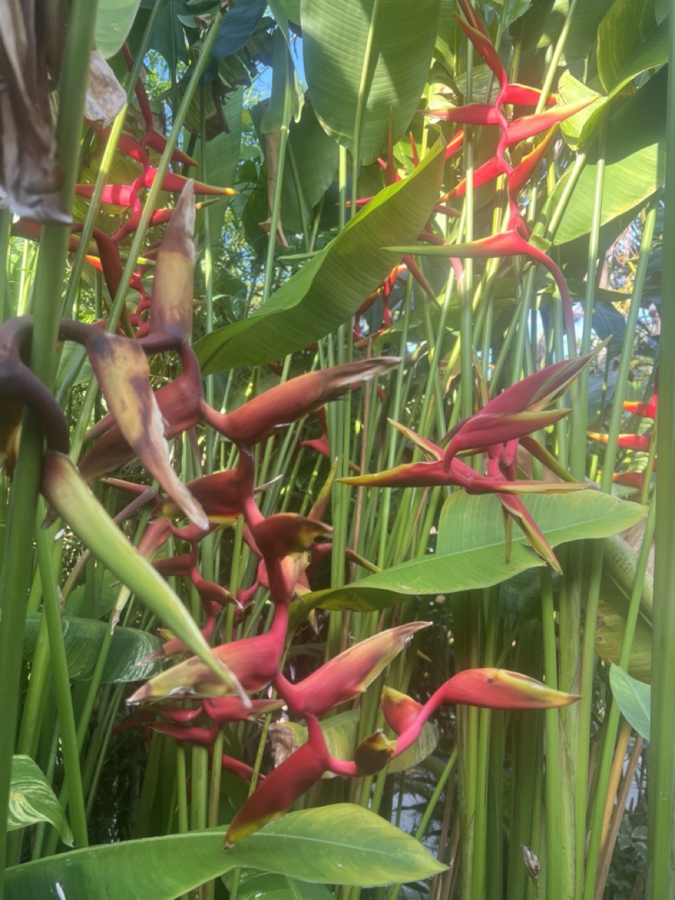 Plants that give shadow & grow fast: False Birds of Paradise